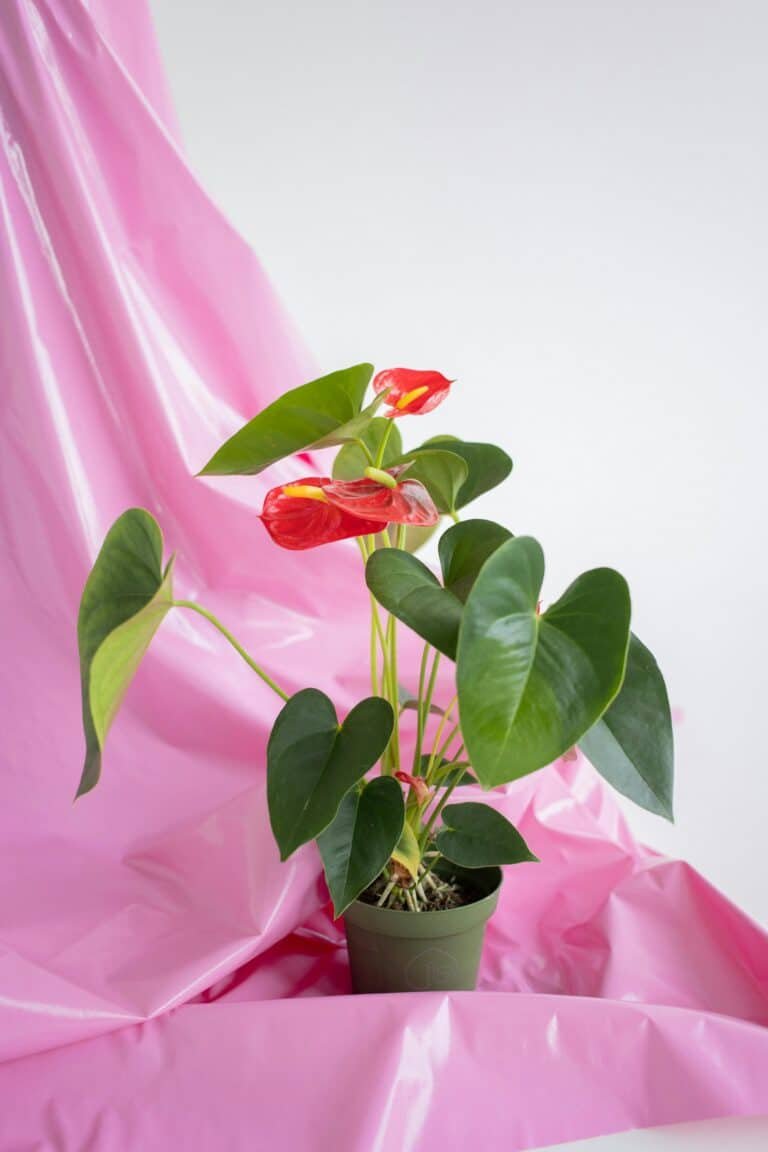 Pembe fon önünde kırmızı çiçekli canlı Anthurium saksı bitkisi